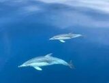 Dolphins in the Hauraki Gulf