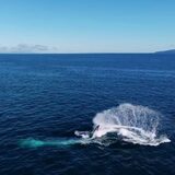 Marine wildlife spotted on a charter